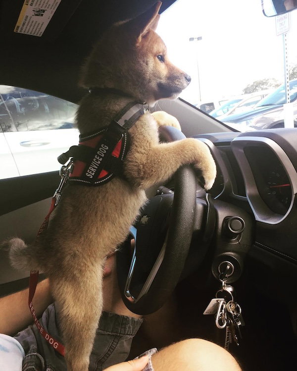 Service dog puppy standing up against a steering wheel of a car