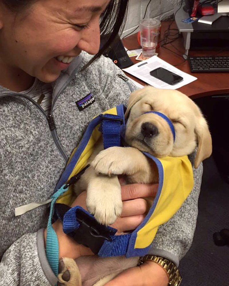 Woman holding a sleeping service puppy