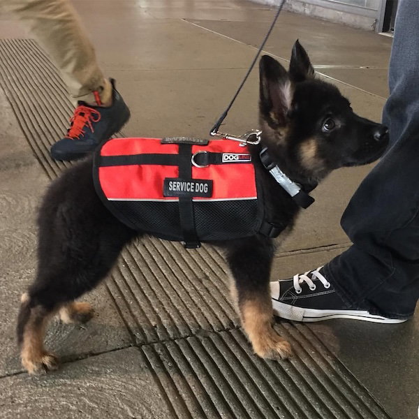 German Shepherd puppy in his red service dog vest