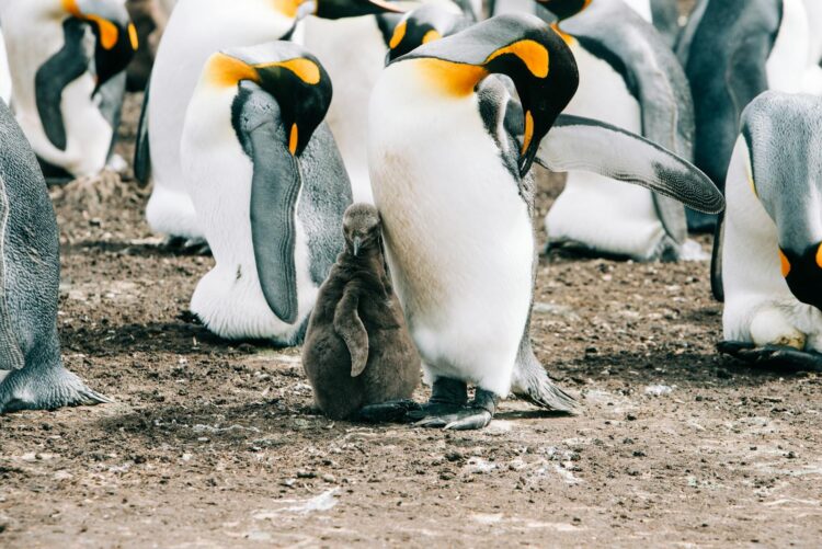 Wildlife of flock of penguins gathering together