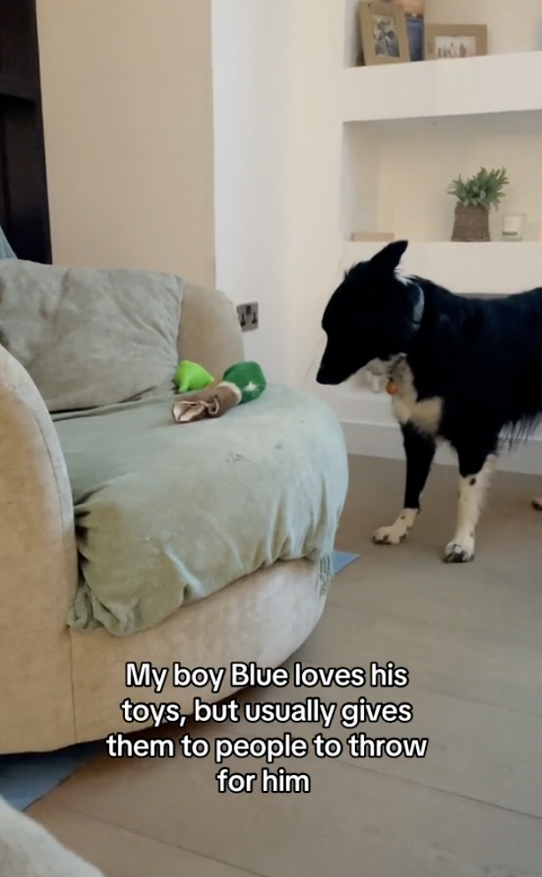 TikTok video of dog seeing late father's ghost