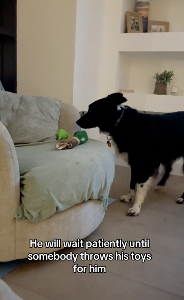 TikTok video of dog seeing late father's ghost