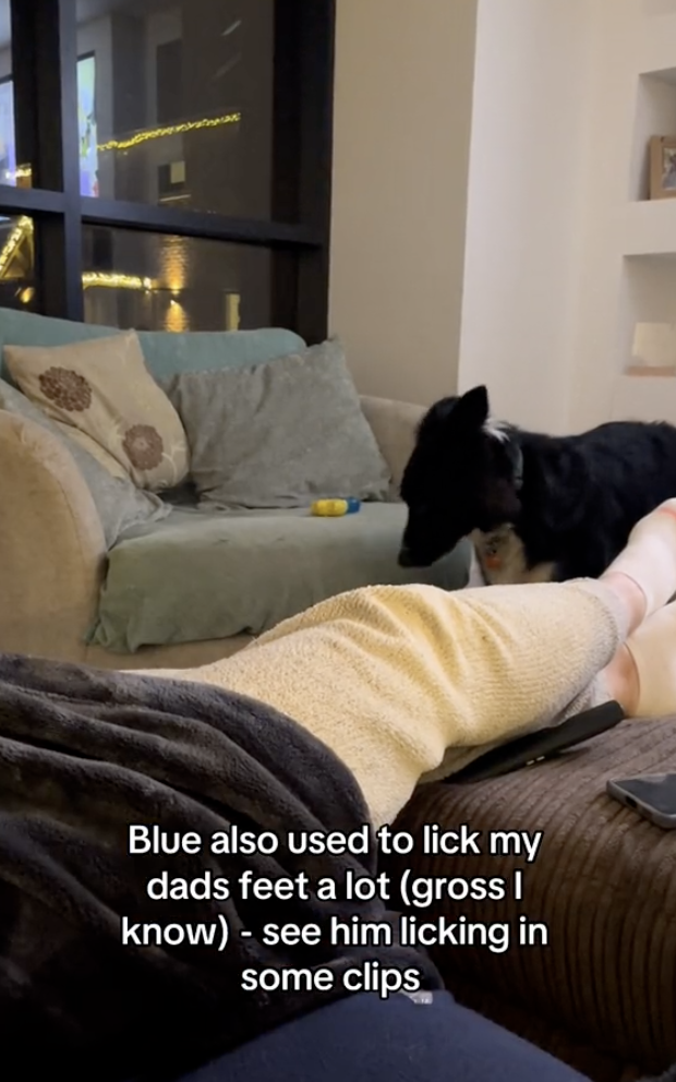 TikTok video of dog seeing late father's ghost