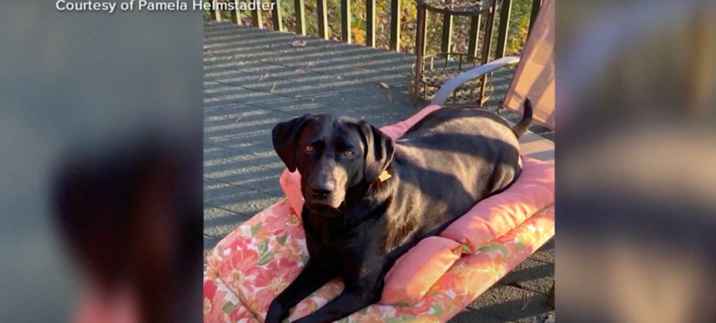 A picture of Pamela's black dog 