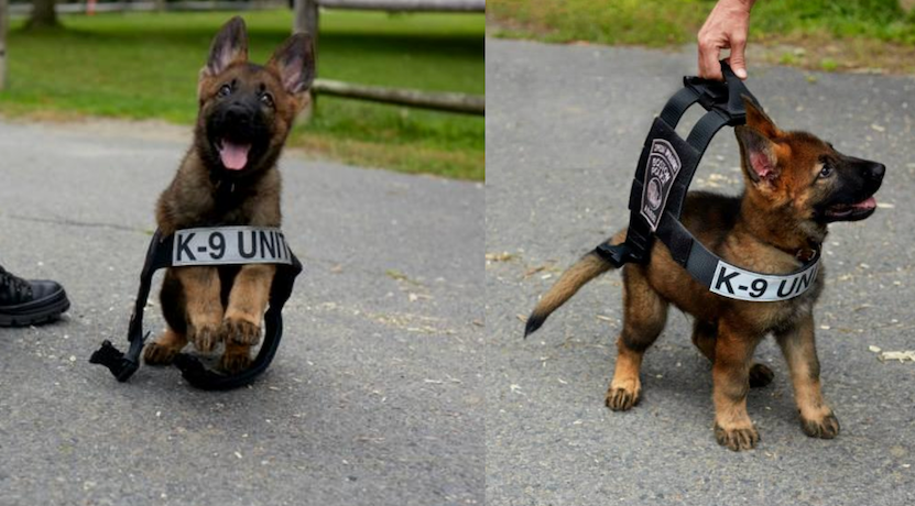 Tiny German Sheppard K-9 Unit puppy being held by his too big for him vest