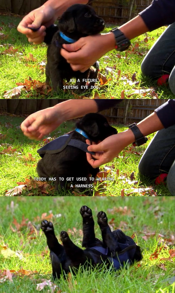 seeing-eye puppy learning how to wear his new vest