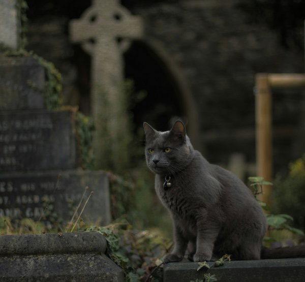 black cat at a graveyard