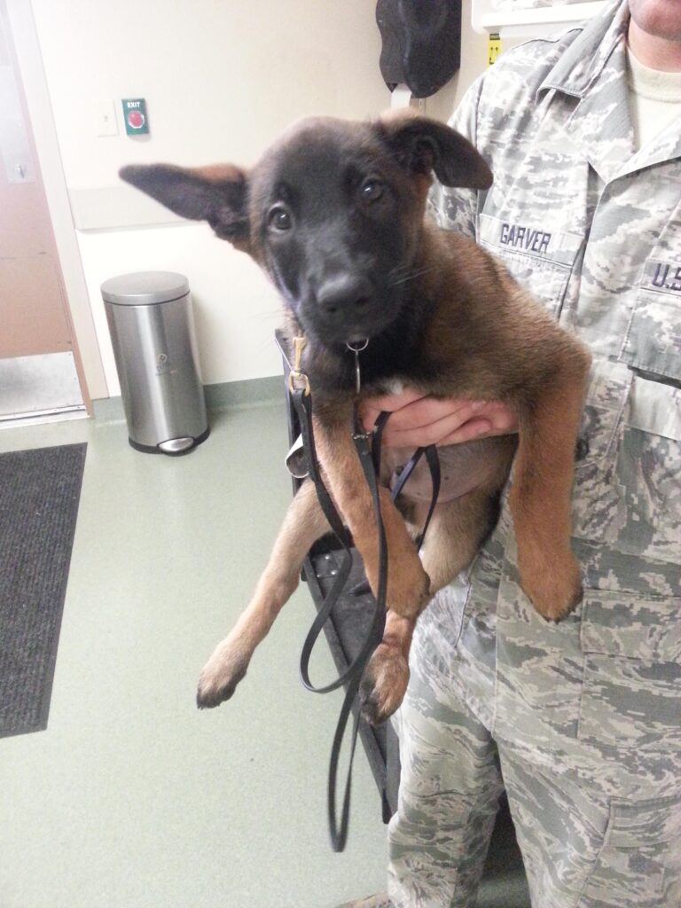 Military person holding a puppy
