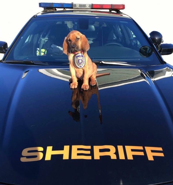 Police puppy with a big badge sitting on the hood of the Sheriff's car
