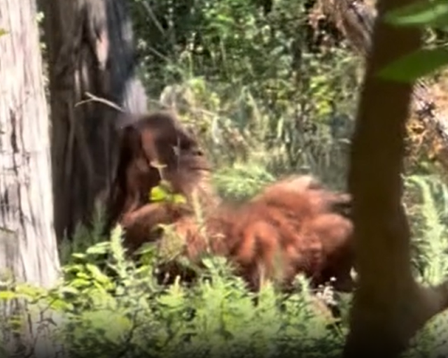 Bigfoot viral Tiktok.