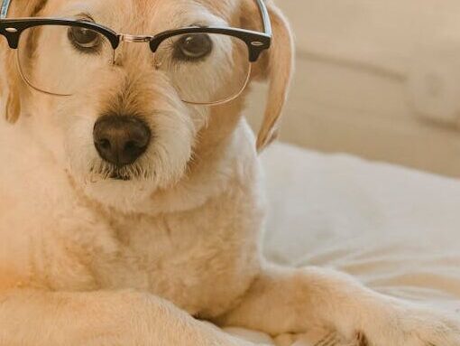 Cute obedient puppy with eyeglasses lying on soft bed with paws on book and looking at camera