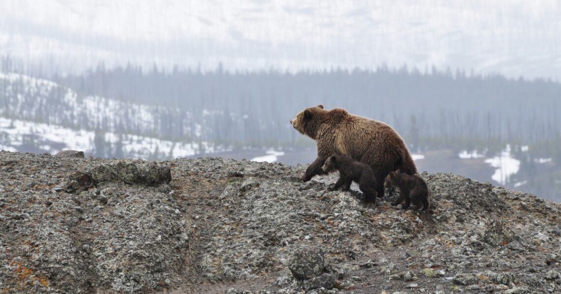Image of bears on mountain (Adam Willoughby-Knox via Unsplash)