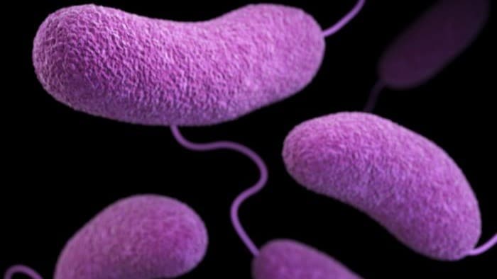 Vibrio vulnificus bacteria.