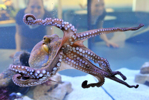 GERMANY-NATURE-HISTORY-MUSEUM