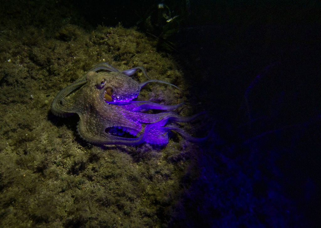 The underwater world of Turkiye's Izmir