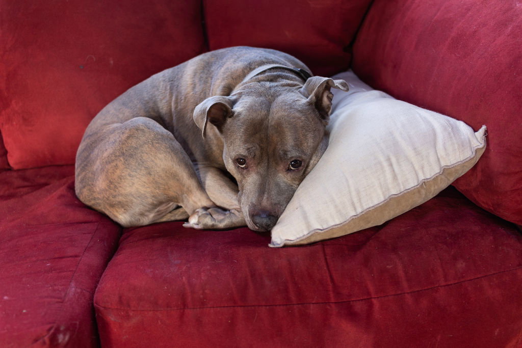 Dog ownership