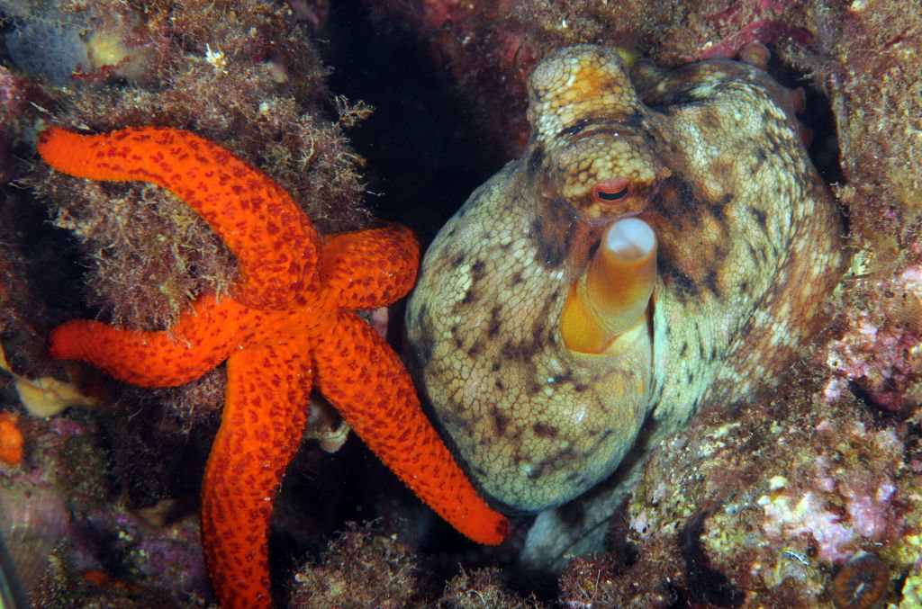Marine life in Turkiye's Balikesir