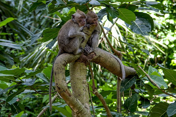 Sacred Monkey Forest Sanctuary in Bali, Indonesia