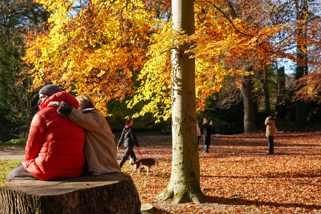 Sunny Autumn Day In English Garden Munich