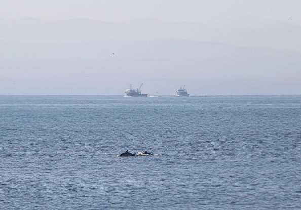Dolphins appear in Turkiye's Kirklareli