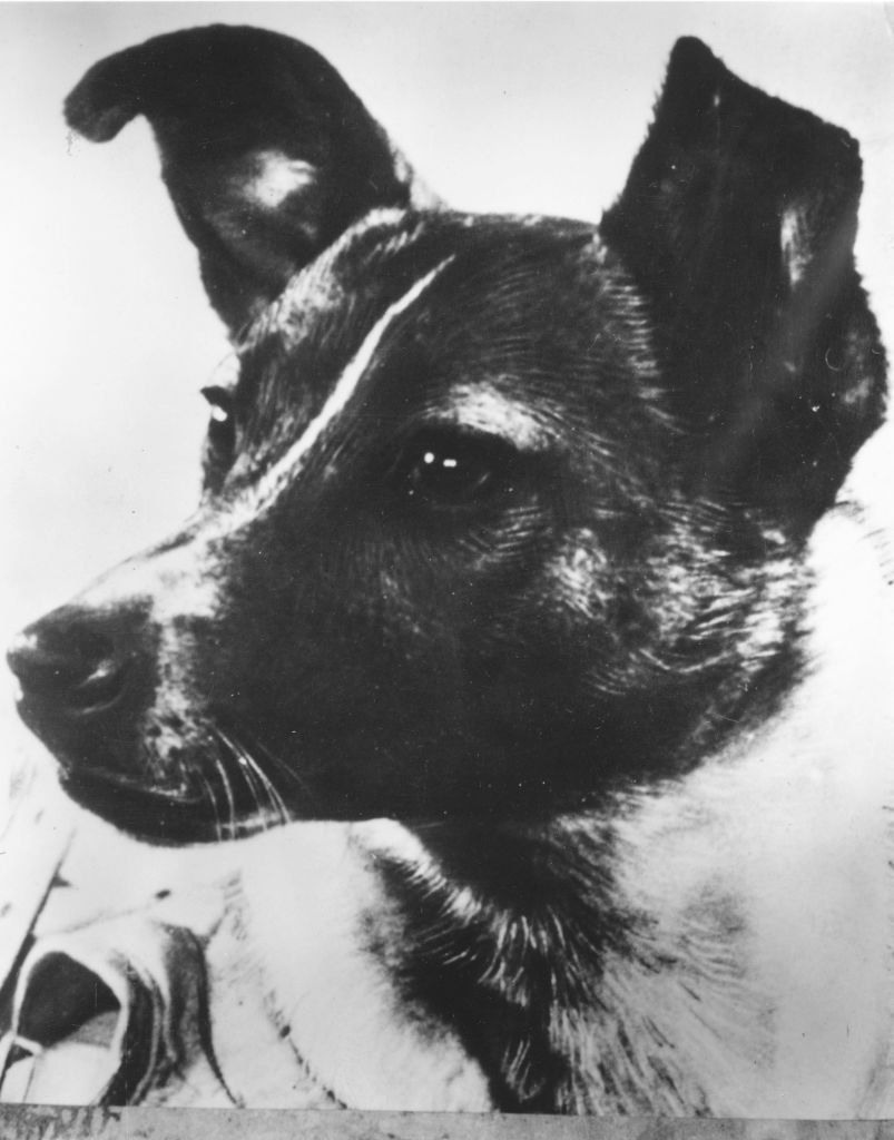 Sputnik Dog