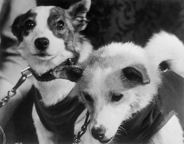 Canine Astronauts Strelka and Belka