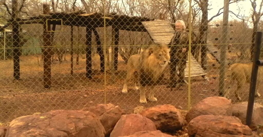 Leon van Biljon with his lions (Facebook/Mahala View Lodge)