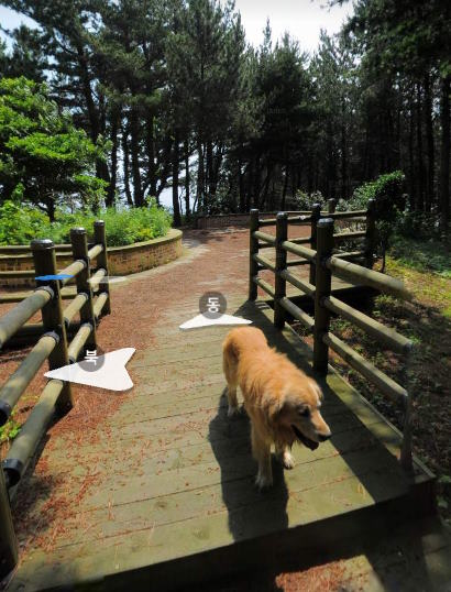 Maru, Jukdo's guide dog.