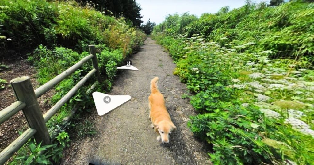 Maru, Jukdo's guide dog.