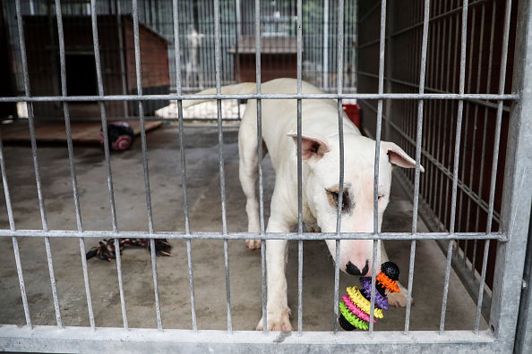 Shelter For Homeless Animals In Krakow