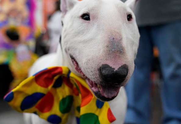 US-ANIMAL-DOG-BREED