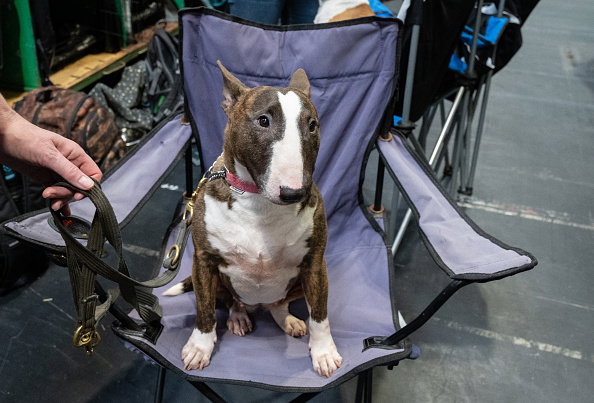Crufts 2022 - Day Two