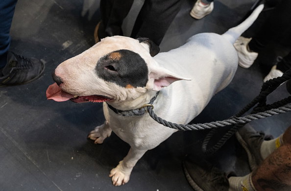 Crufts 2022 - Day Two