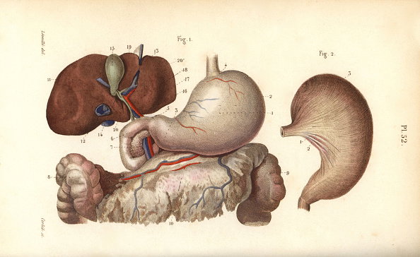 Stomach, duodenum and liver