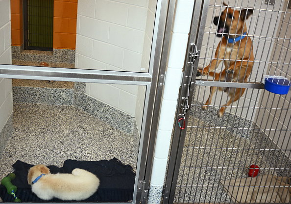 The Foothills Animal Shelter