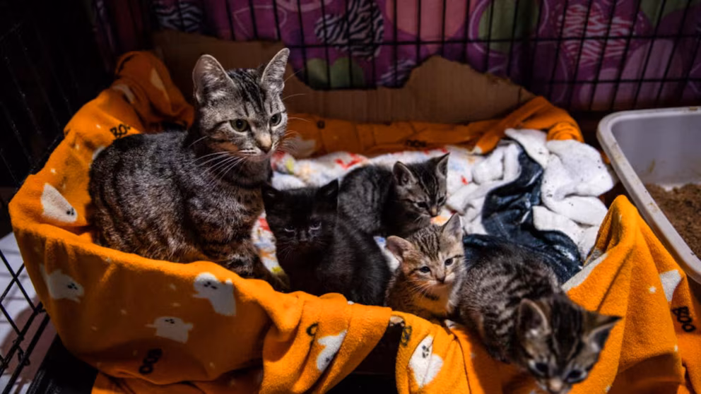 Rescuing pets from LA fires
