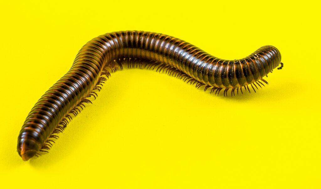 arthropod, giant millipede, millipede, millipedes, myriapoda, centipede, arthropoda, worm, ringed, millipede, centipede, centipede, centipede, worm, worm, worm, worm, worm