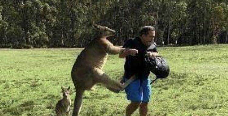 Kangaroo attacks man
