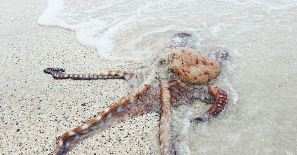 Octopus on the sea shore