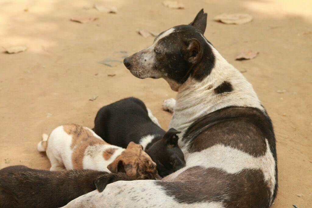 a dog and several puppies