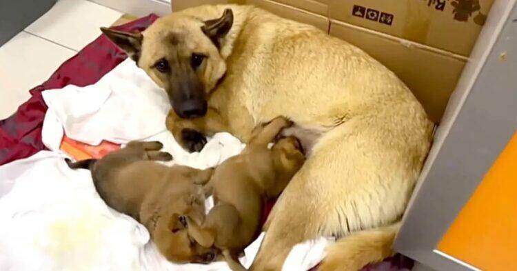 Mother dog saves her puppy