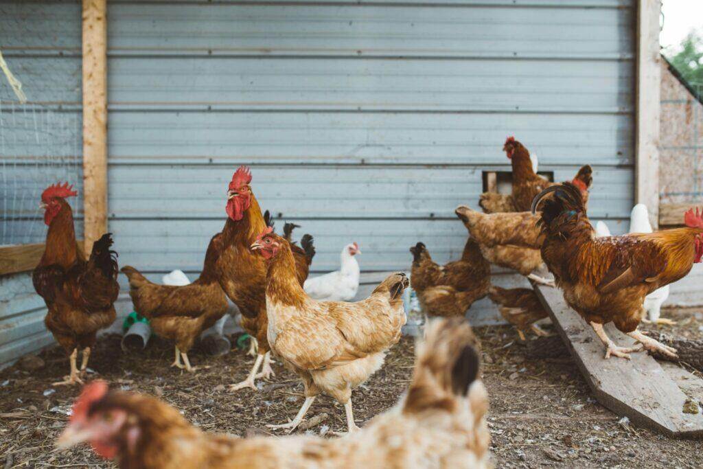 flock of hen near gray wall