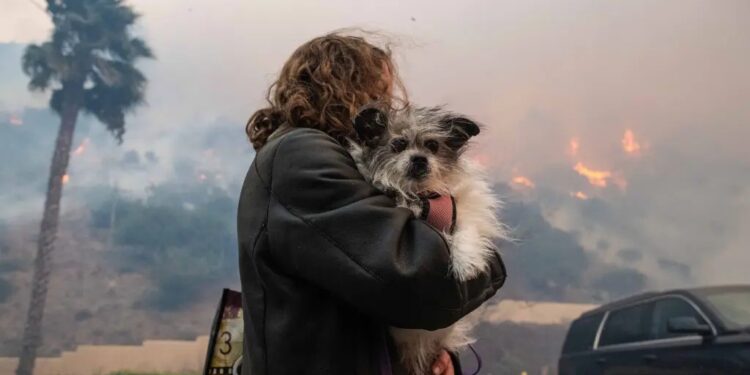 Evacuating with pets