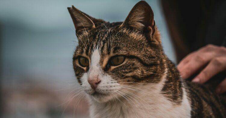 Cats can contract bird flu and people should be aware