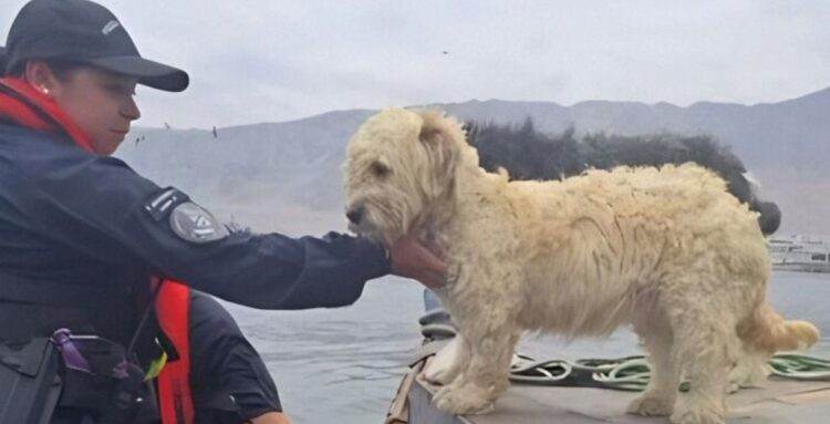 rescued dogs
