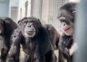 Vanilla the chimp sees the open sky