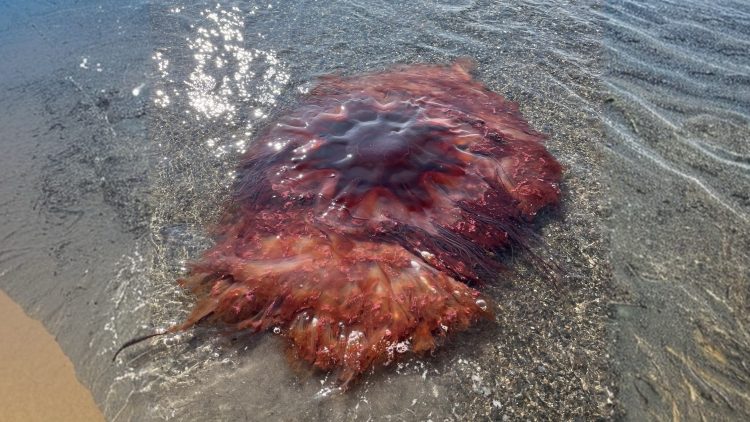 Lion's mane jellyfish