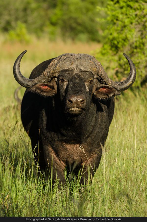 Buffalo