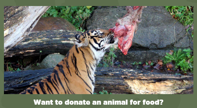 Tiger eating meat