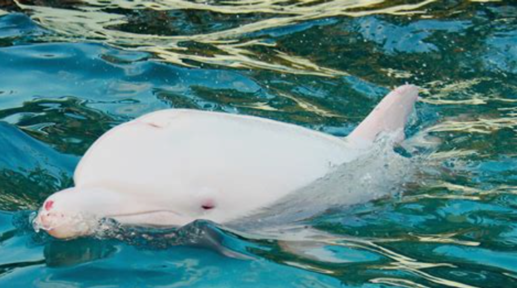 Albino dolphin